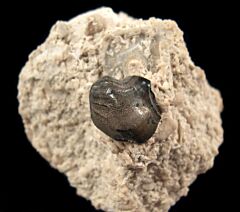 Rare Deltodus concha tooth for sale | Buried Treasure Fossils