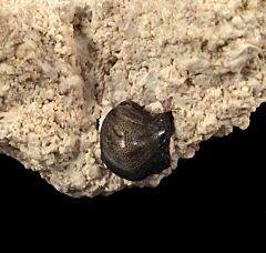 Real Deltodus concha tooth for sale | Buried Treasure Fossils