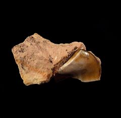 Deltodus laminaris tooth for sale | Buried Treasure Fossils
