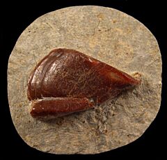 Extra large Deltodus sp. tooth for sale | Buried Treasure Fossils