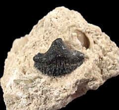 Helodus species tooth for sale | Buried Treasure Fossils