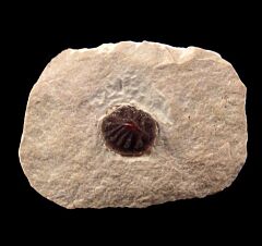 Russian Petrodus barbotanus denticle for sale | Buried Treasure Fossils