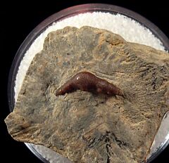 Janassa sp. tooth for sale | Buried Treasure Fossils