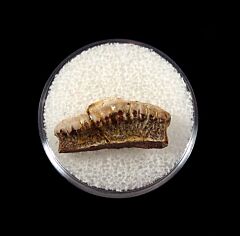 Orodus sp. tooth for sale | Buried Treasure Fossils