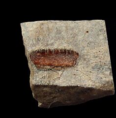 Rare Permopetalodus frederixi tooth for sale | Buried Treasure Fossils