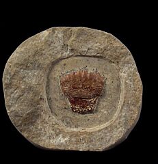 Russian Permopetalodus frederixi tooth for sale | Buried Treasure Fossils