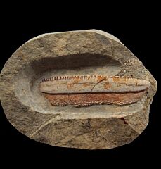 Extra large Deltodus sp. tooth for sale | Buried Treasure Fossils