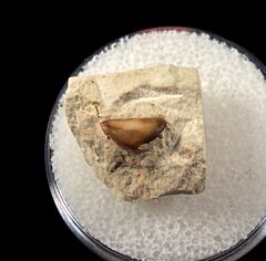 Polyrhyzodus longus tooth for sale | Buried Treasure Fossils