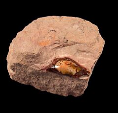 Sandalodus minor tooth for sale | Buried Treasure Fossils