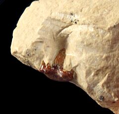 Russian Symmorium lamnoides tooth for sale | Buried Treasure Fossils