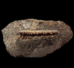 Campodus sp. tooth for sale | Buried Treasure Fossils