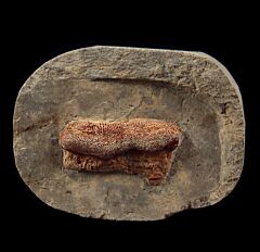 Extra large Deltodus sp. tooth for sale | Buried Treasure Fossils