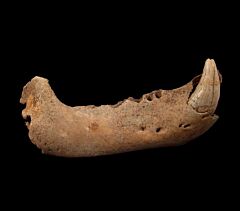 Cave Bear jaw for sale | Buried Treasure Fossils