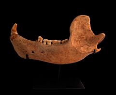 Adult Cave Bear jaw for sale | Buried Treasure Fossils