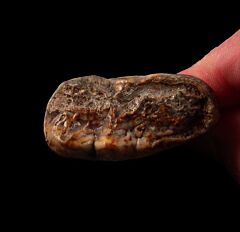 Cave bear molar for sale | Buried Treasure Fossils