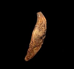Ice Age cave bear canine tooth for sale | Buried Treasure Fossils