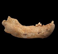 Brown bear jaw | Buried Treasure Fossils