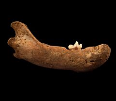 Ice Age Brown bear jaw | Buried Treasure Fossils