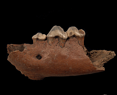 Ice Age Cave Hyena tooth for sale | Buried Treasure Fossils