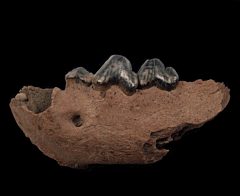 Ice Age Cave Hyena molar for sale | Buried Treasure Fossils
