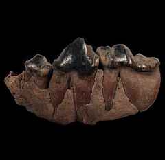 Ice Age Cave Hyena molar for sale | Buried Treasure Fossils