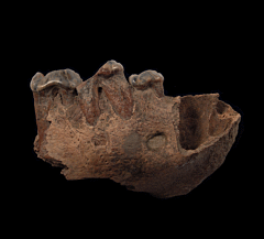 Ice Age Cave Hyena canine for sale | Buried Treasure Fossils