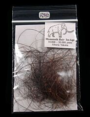 Mammuthus primigenius hair | Buried Treasure Fossils