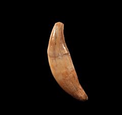 Ice Age Gray Wolf canine| Buried Treasure Fossils