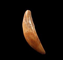 Ice Age Gray Wolf tooth for sale | Buried Treasure Fossils