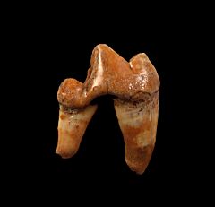 Ice Age Gray Wolf molar| Buried Treasure Fossils