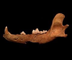 Ice Age Canis familiaris jaw | Buried Treasure Fossils
