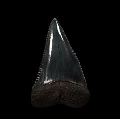 Large fossil So. African Great White shark tooth for sale | Buried Treasure Fossils