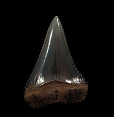 Perfect So. African Great White shark tooth for sale | Buried Treasure Fossils