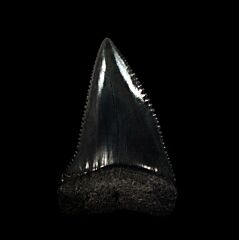 So African Great White shark tooth for sale | Buried Treasure Fossils