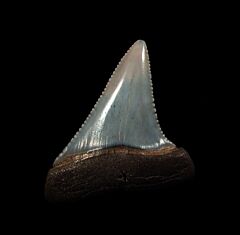 Big So. African Great White shark tooth for sale | Buried Treasure Fossils