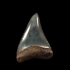 Real So. African Great White shark tooth for sale | Buried Treasure Fossils