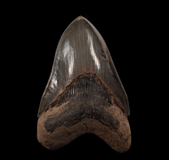 Extra Large Carolina Megalodon tooth for sale | Buried Treasure Fossils