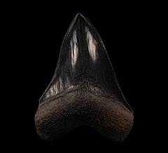 Extra Large Black Megalodon tooth for sale | Buried Treasure Fossils