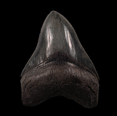 Top Quality Carolina Megalodon tooth for sale | Buried Treasure Fossils