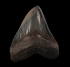 Black SC Megalodon tooth for sale | Buried Treasure Fossils