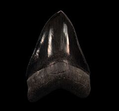 Serrated So. Carolina Megalodon tooth for sale | Buried Treasure Fossils