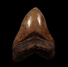 Extra Large Megalodon shark tooth for sale | Buried Treasure Fossils