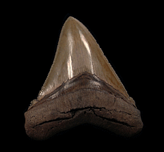 Rare So. Carolina Chubutensis tooth for sale | Buried Treasure Fossils
