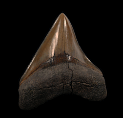 Top quality So. Carolina Megalodon tooth for sale | Buried Treasure Fossils