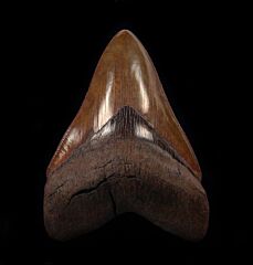 Carcharocles megalodon