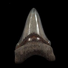 Black SC Mega tooth for sale | Buried Treasure Fossils