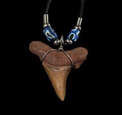 Cool Great White shark tooth necklace for sale | Buried Treasure Fossils