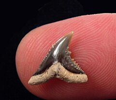 Hemipristis curvatus     (Eocene)             