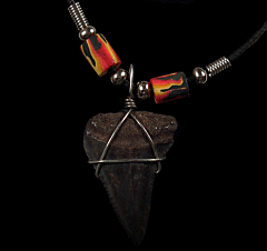 Fossil Great White shark tooth necklace for sale | Buried Treasure Fossils