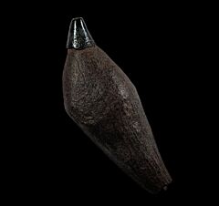 Scaldicetus Sperm whale tooth for sale | Buried Treasure Fossils